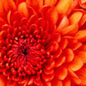 Meet your Posher, Brittney